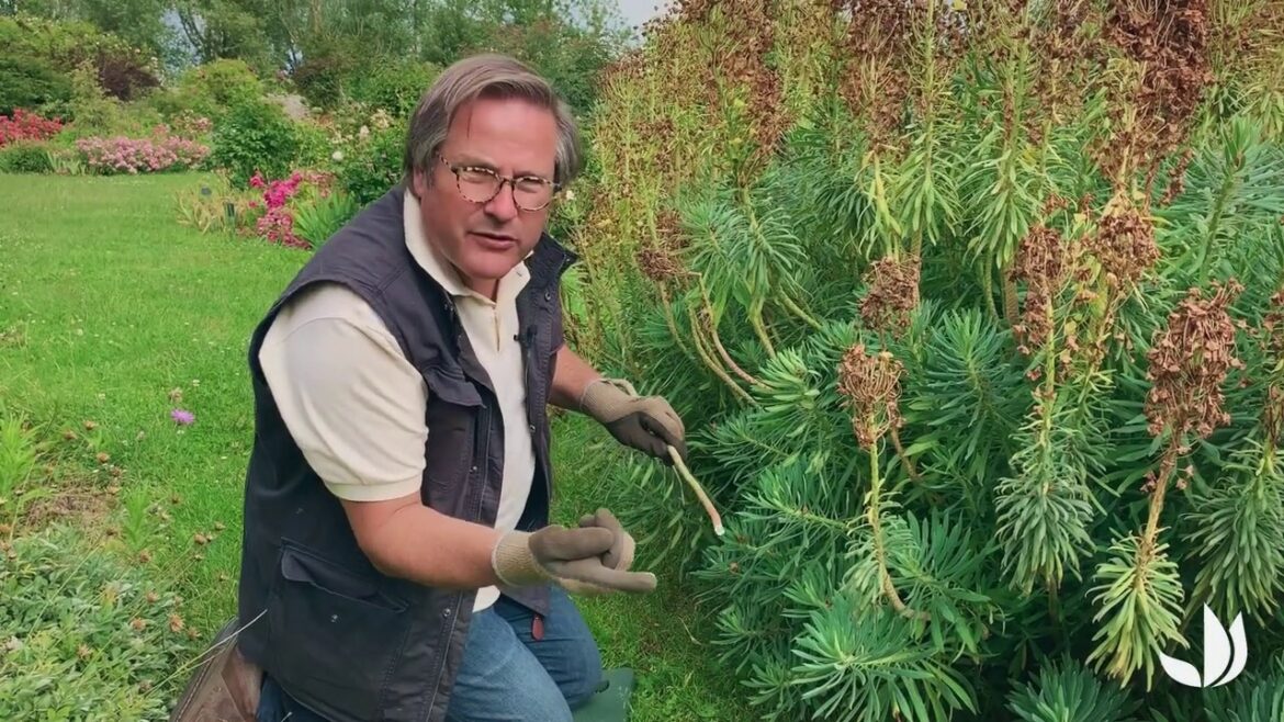 Quel mois tailler les euphorbes ?