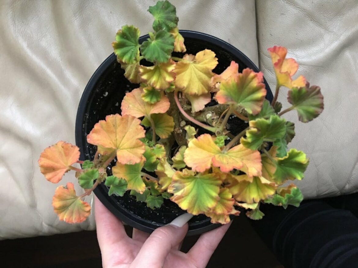 Quel paillage pour les graminées ?