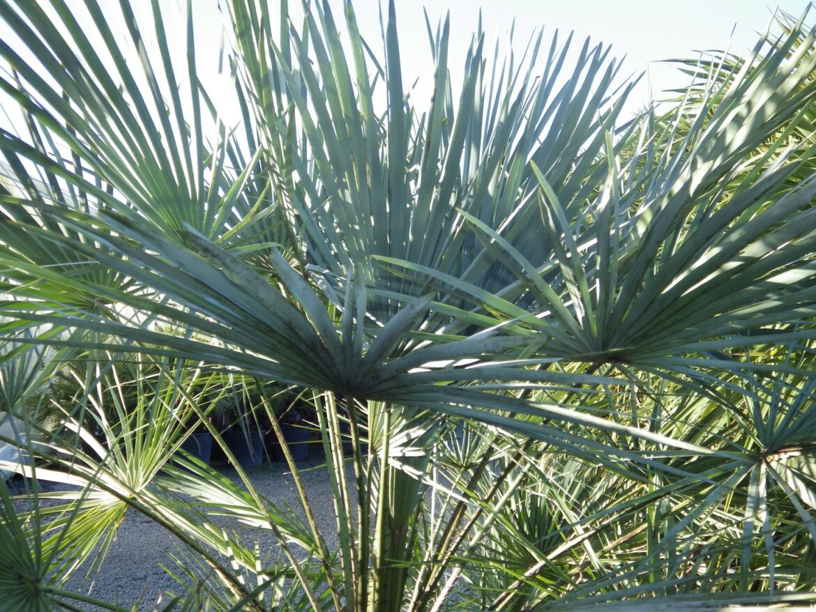 Quel palmier ne grandit pas trop ?