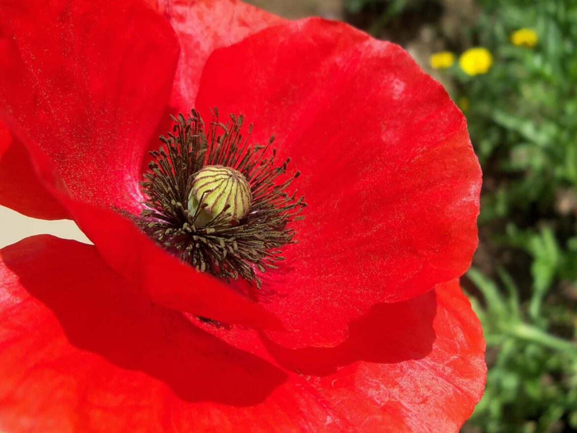 Quel pavot est interdit en France ?