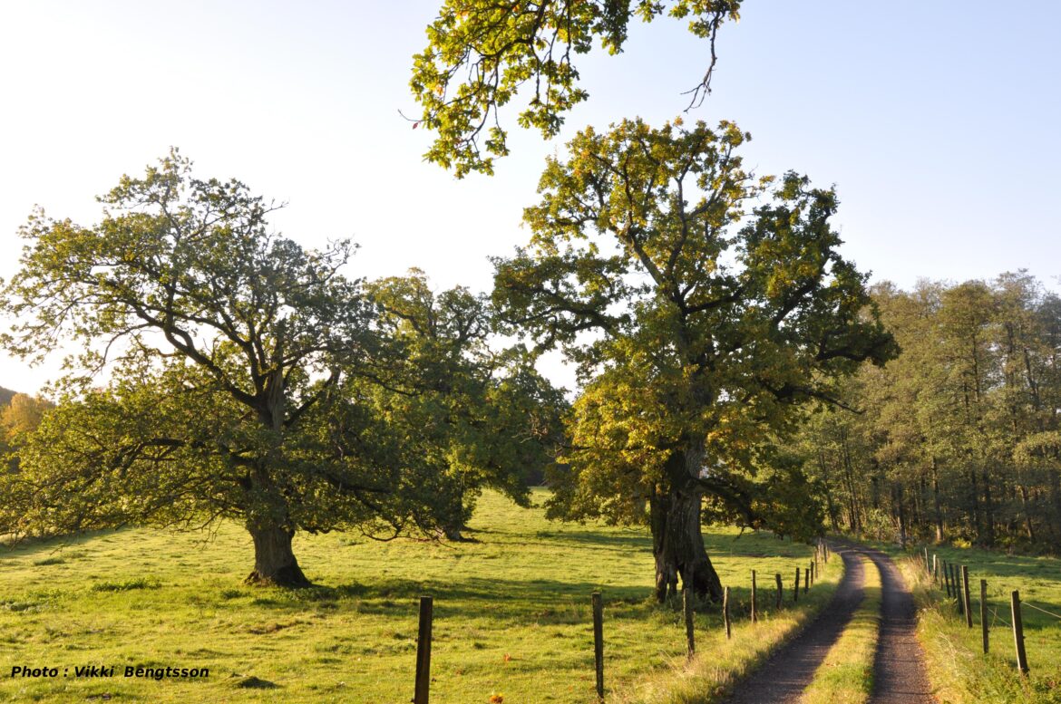 Quel petit arbuste fleuri tout l'été ?