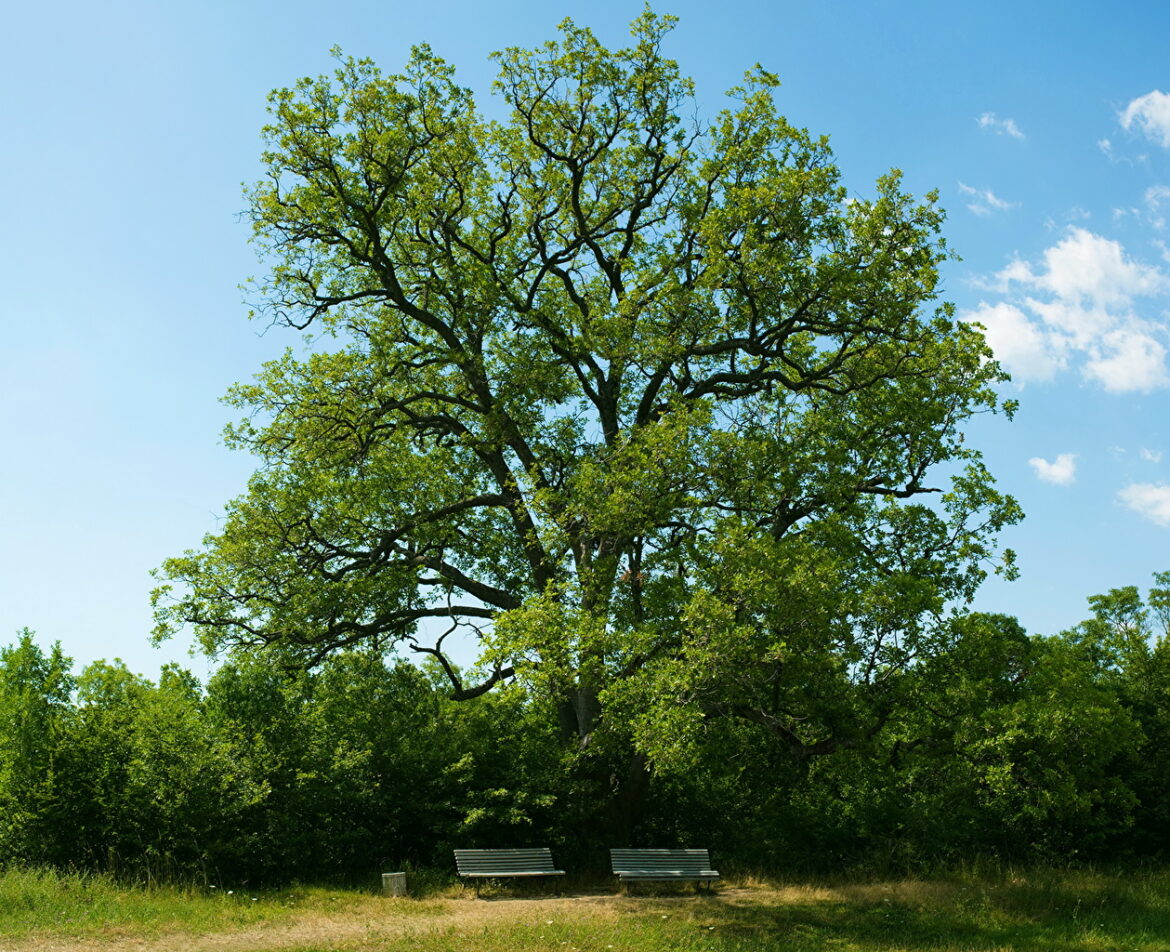 Quel petit arbuste fleuri tout l'été ?