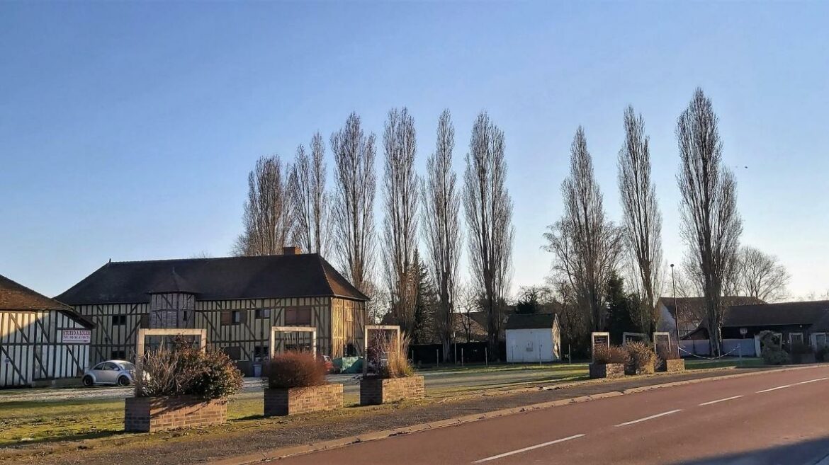 Quel peuplier choisir ?