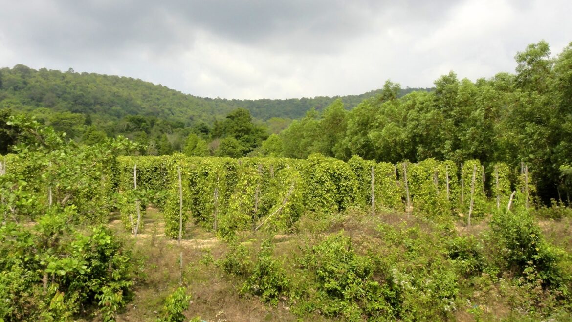 Quel poivrier planter en France ?