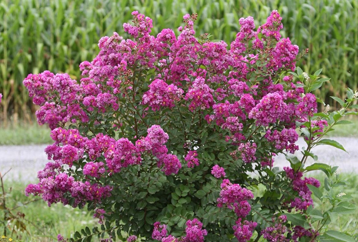 Quel pot pour lilas des Indes ?