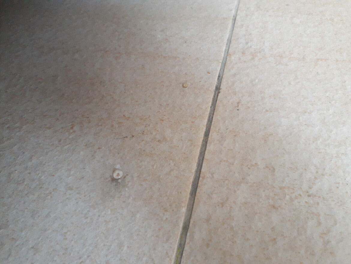 Quel produit pour repousser les lézards ?