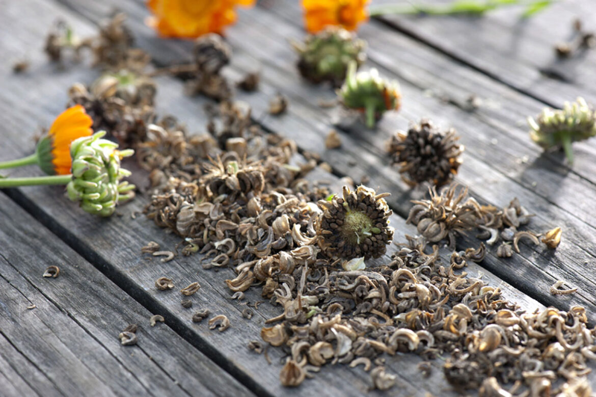 Quel semis de fleurs en mars ?