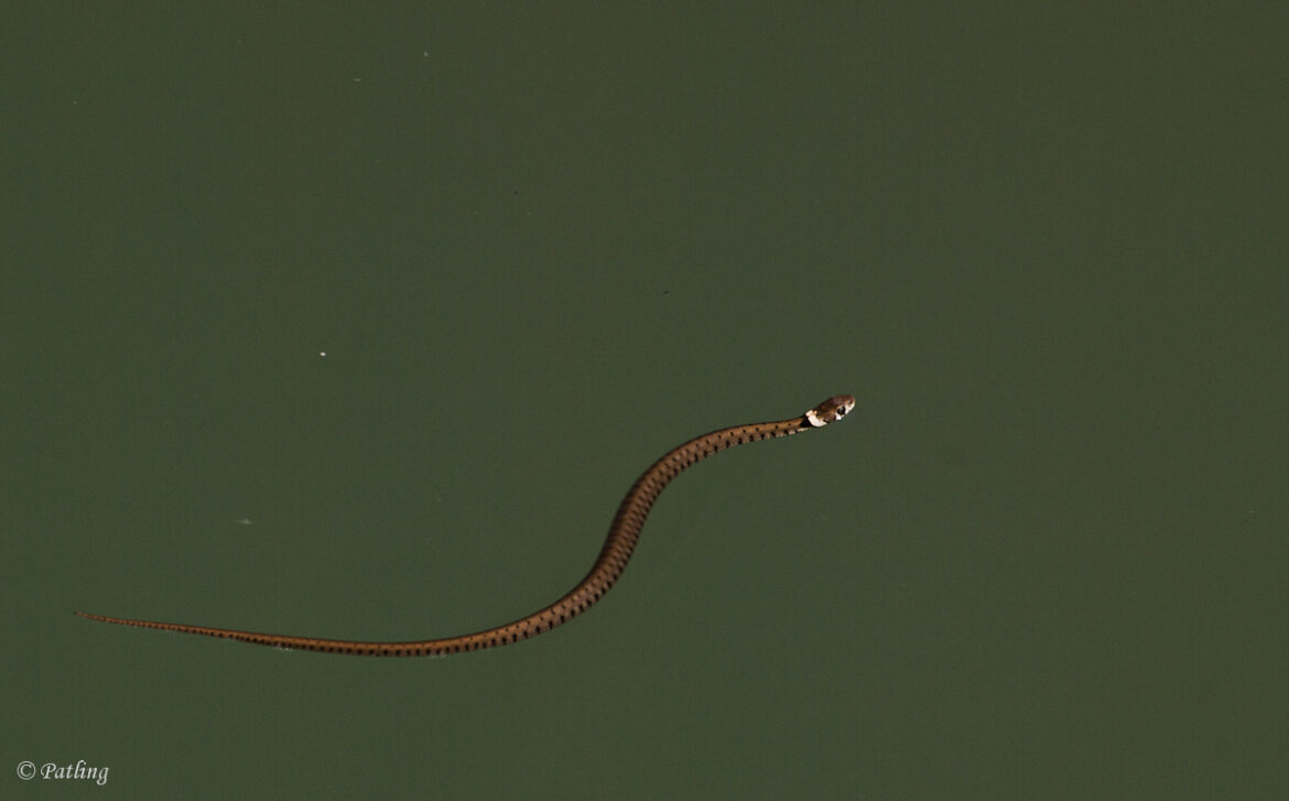 Quel serpent tué le plus d'homme ?