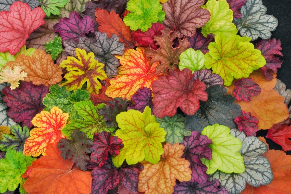 Quel sol pour heuchères ?