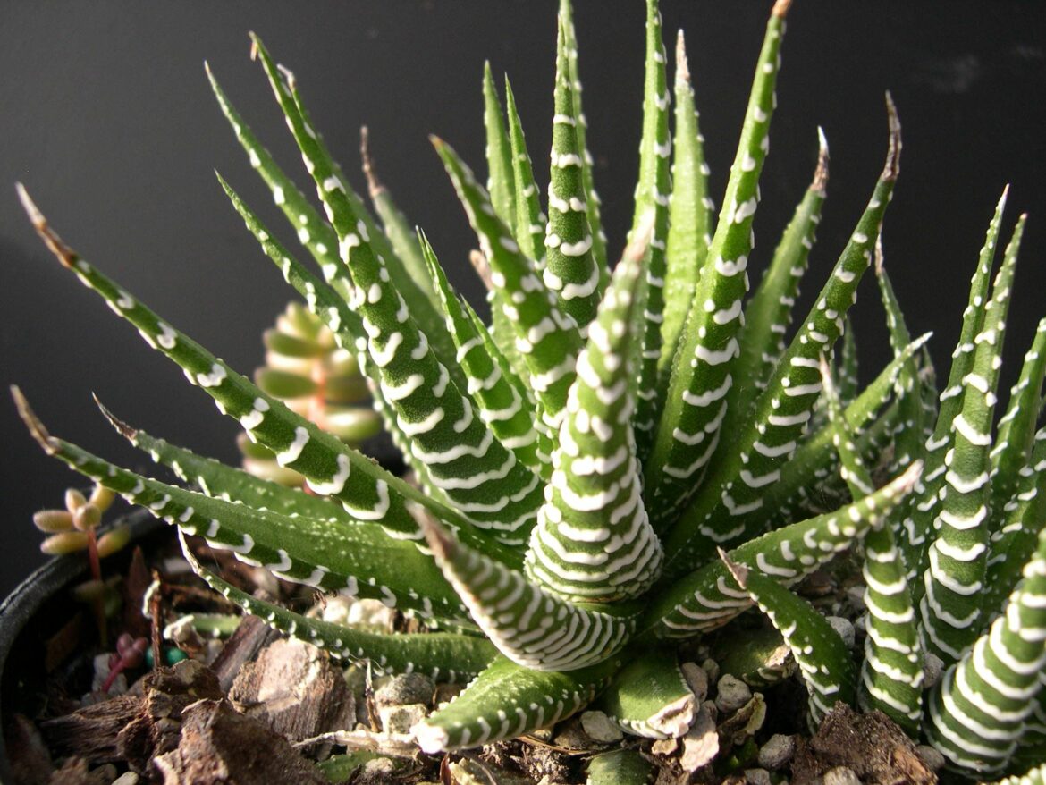 Quel substrat pour Haworthia ?