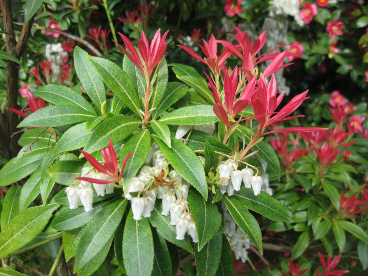 Quel terreau pour Pieris japonica ?