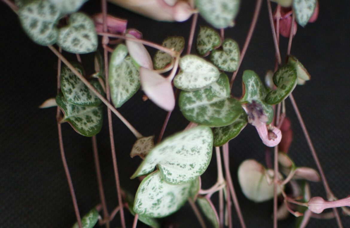 Quel terreau pour ceropegia Woodii ?