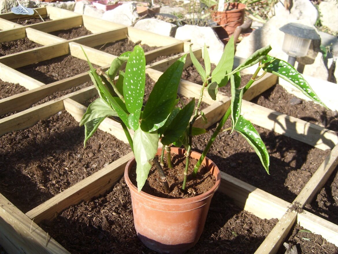 Quel terreau pour les Begonia maculata ?