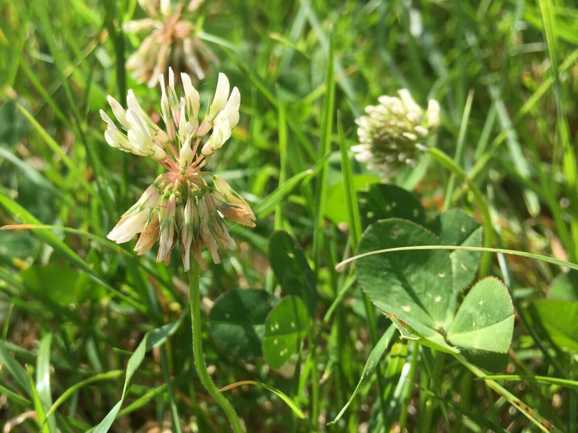 Quel trèfle se mange ?