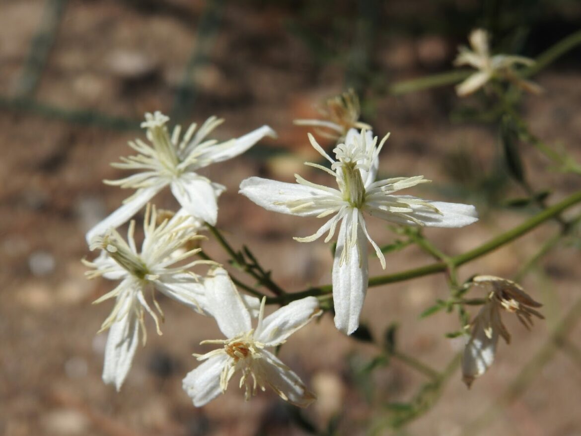 Quel treillis pour clématite ?