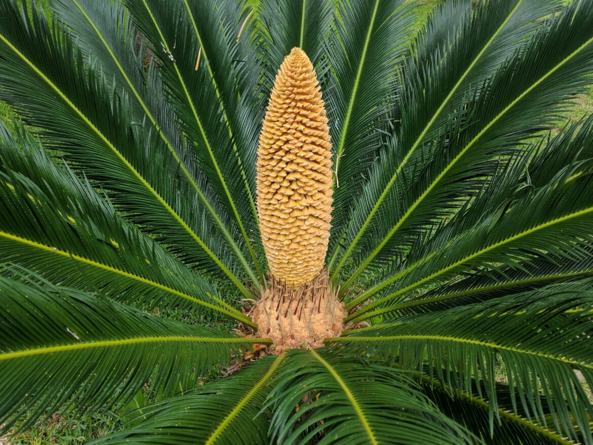 Quel type d'engrais pour cycas ?