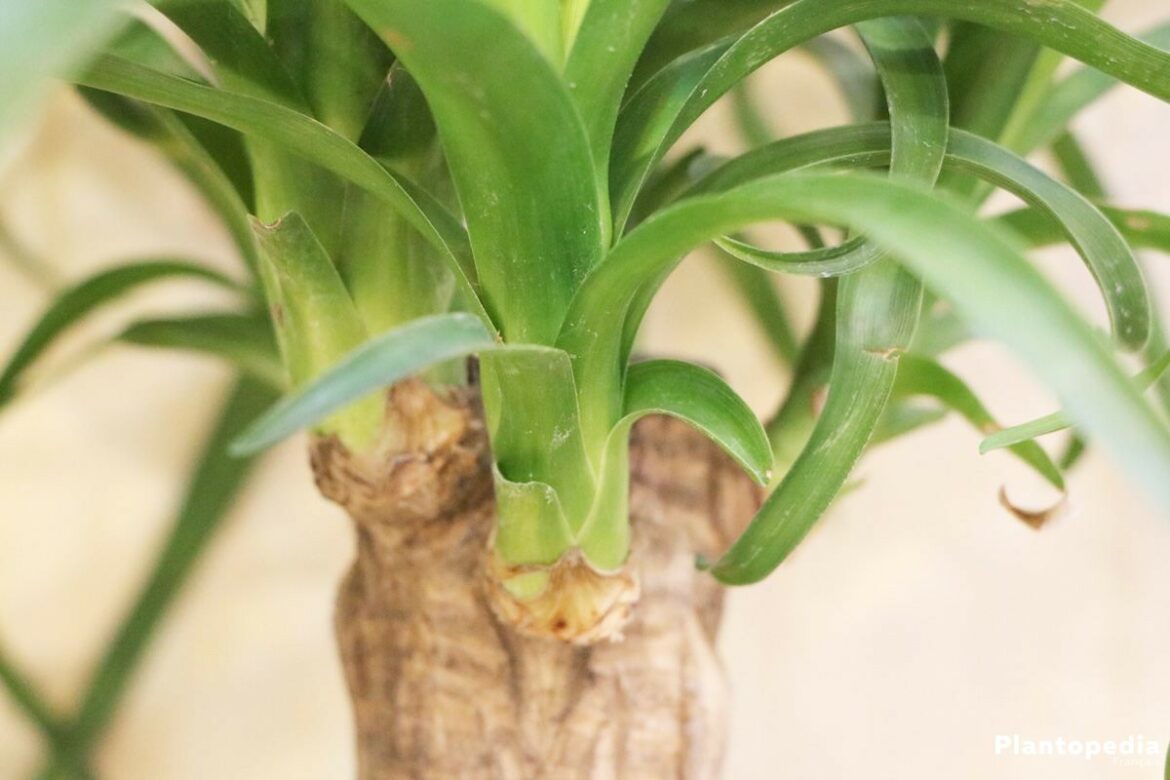 Quel yucca pour l'extérieur ?