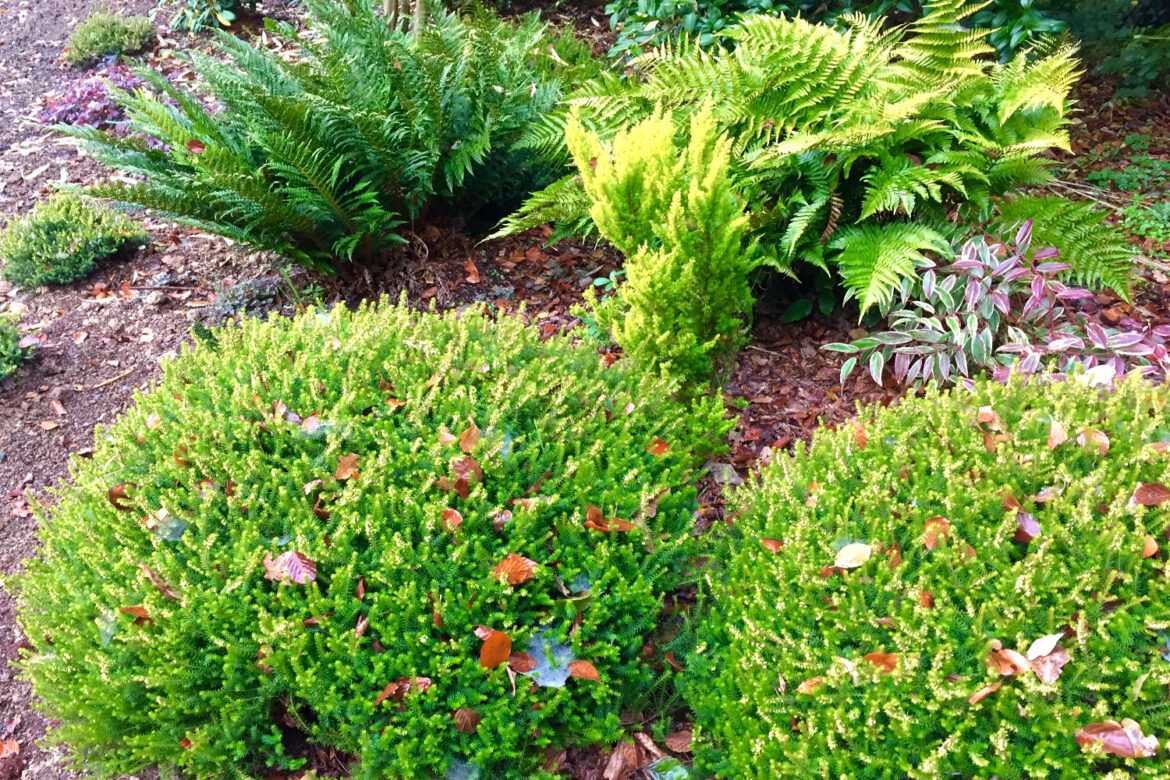 Quelle alternative à la pelouse ?