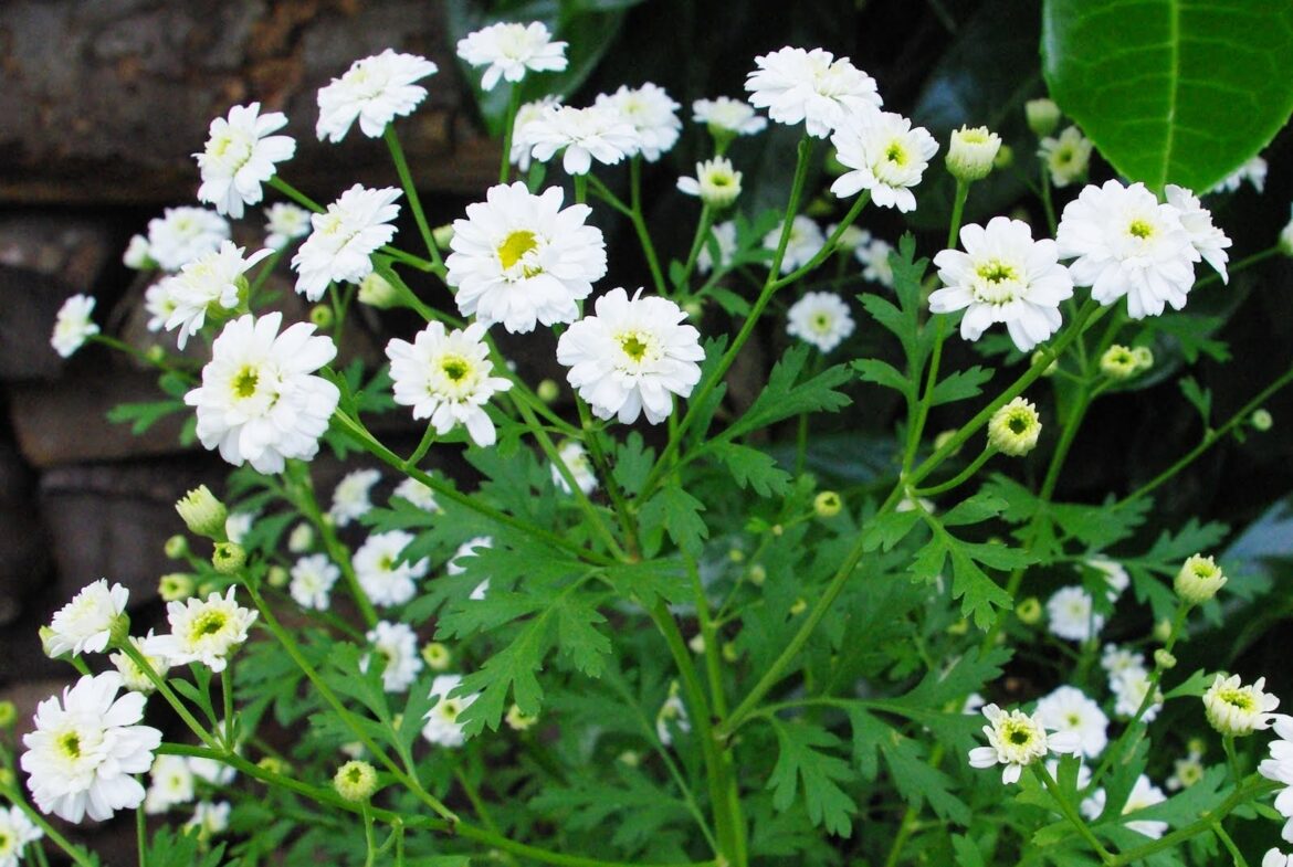 Quelle camomille pour la tisane ?