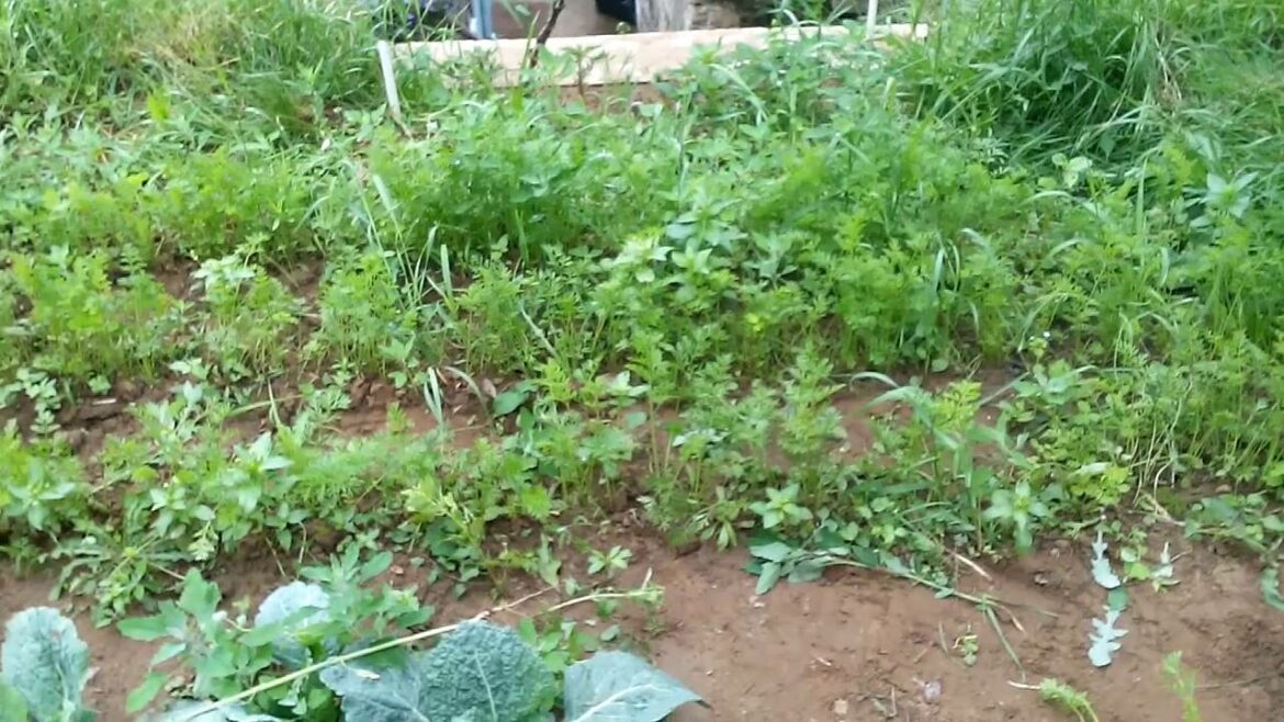 Quelle carottes semer en mars ?