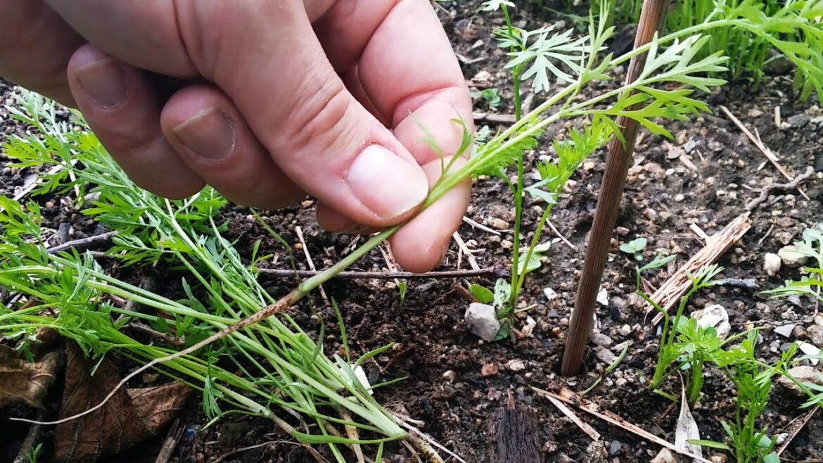 Quelle carottes semer en mars ?