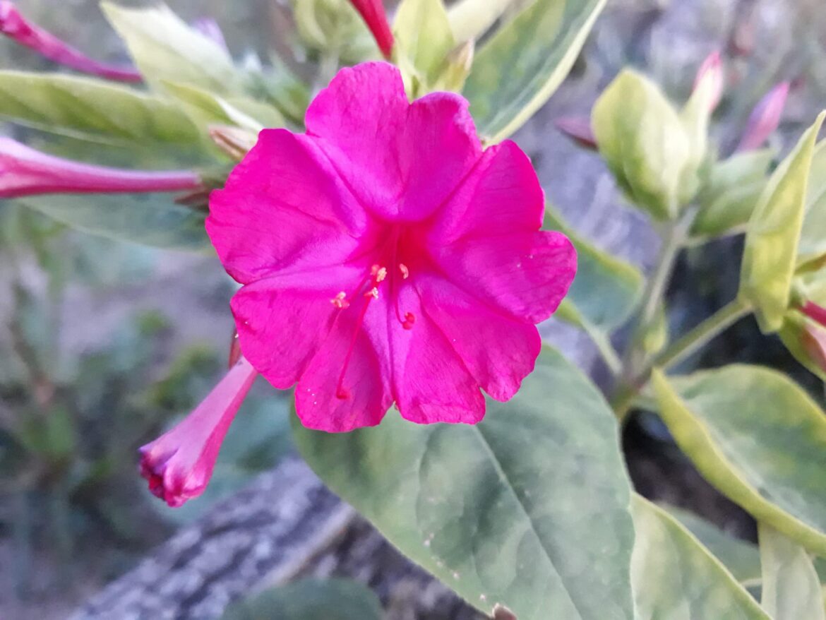 Quelle différence entre belle de nuit et Belle de jour ?