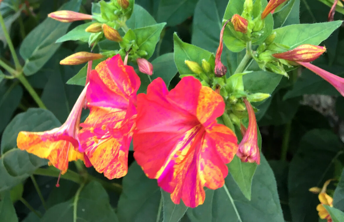 Quelle différence entre belle de nuit et Belle de jour ?