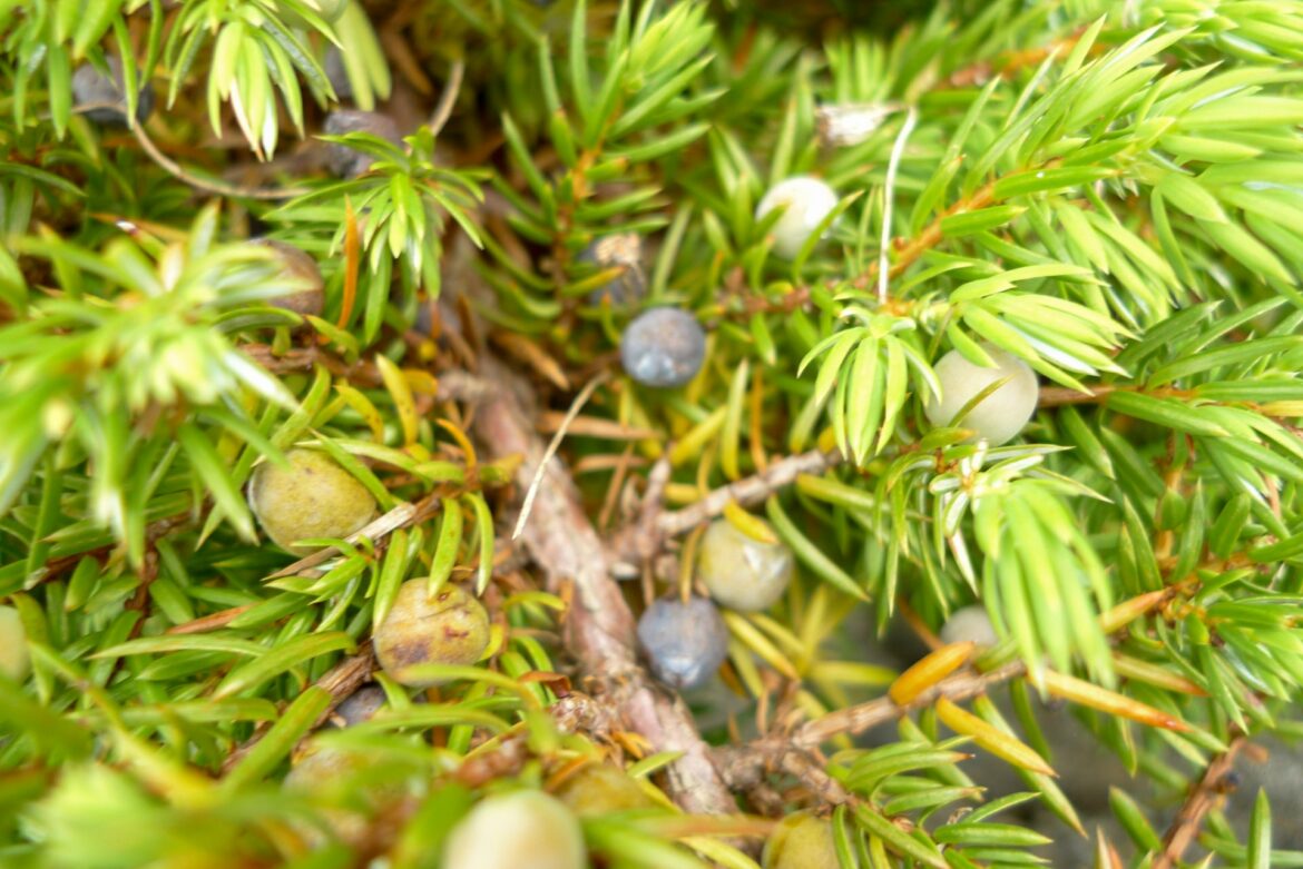 Quelle différence entre cade et genévrier ?