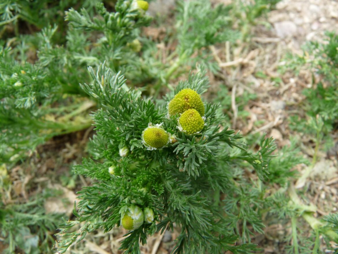 Quelle différence entre camomille romaine et matricaire ?