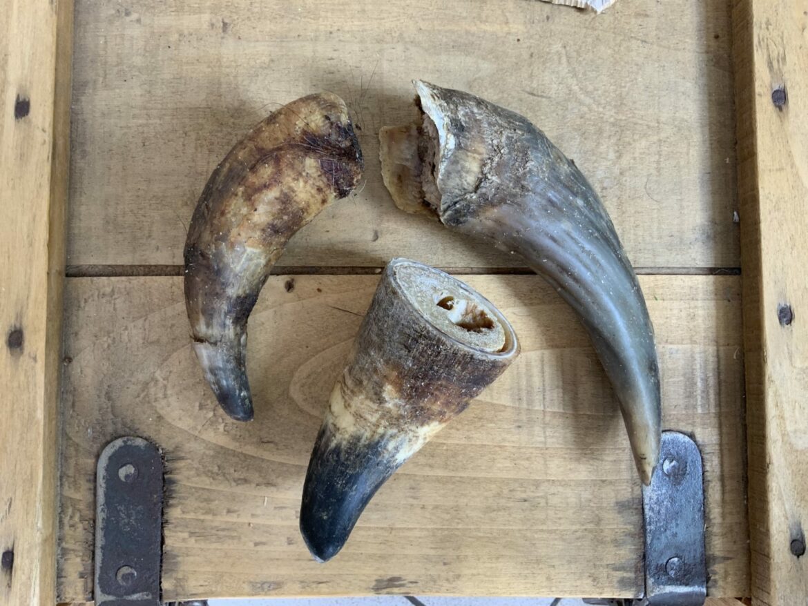 Quelle différence entre corne broyée et torréfiée ?