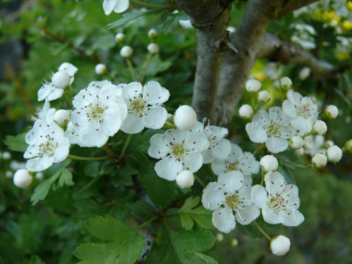 Quelle différence entre l'aubépine et l'églantier ?