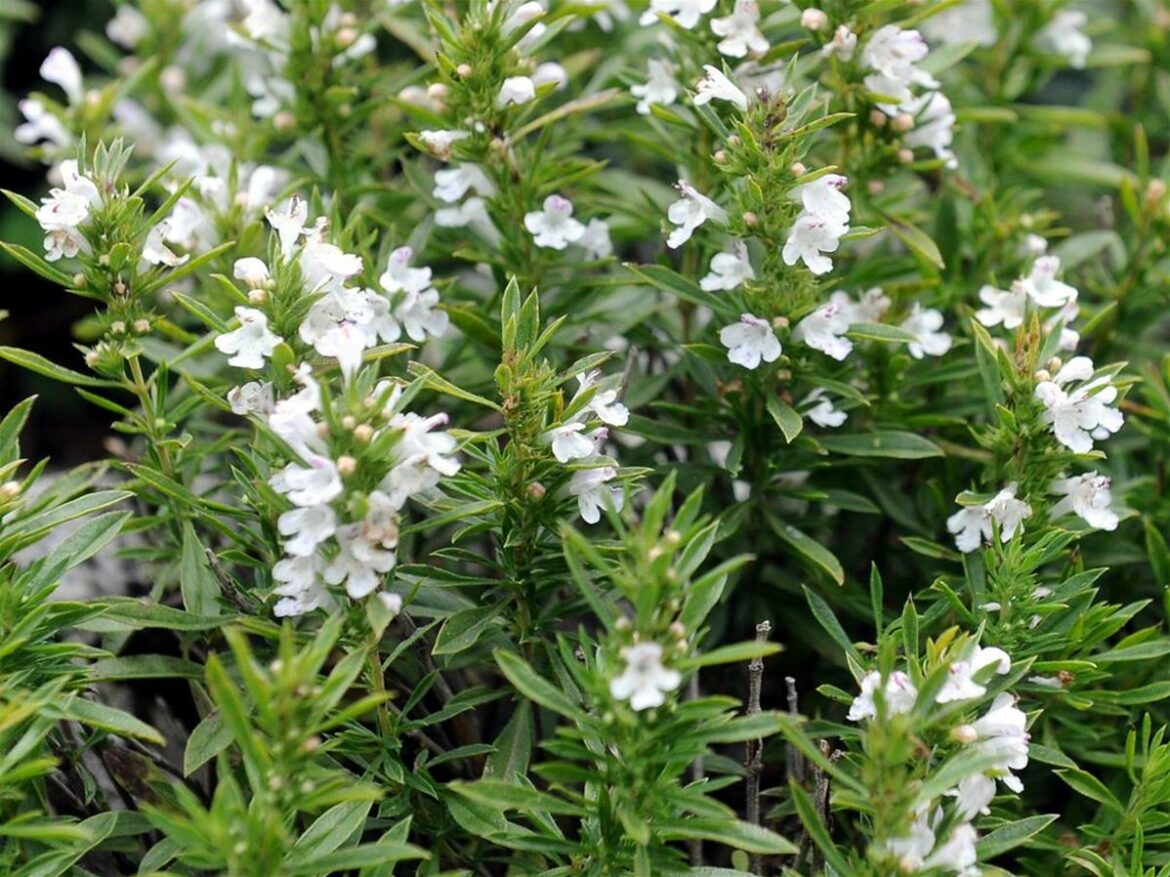 Quelle différence entre le thym et la sarriette ?