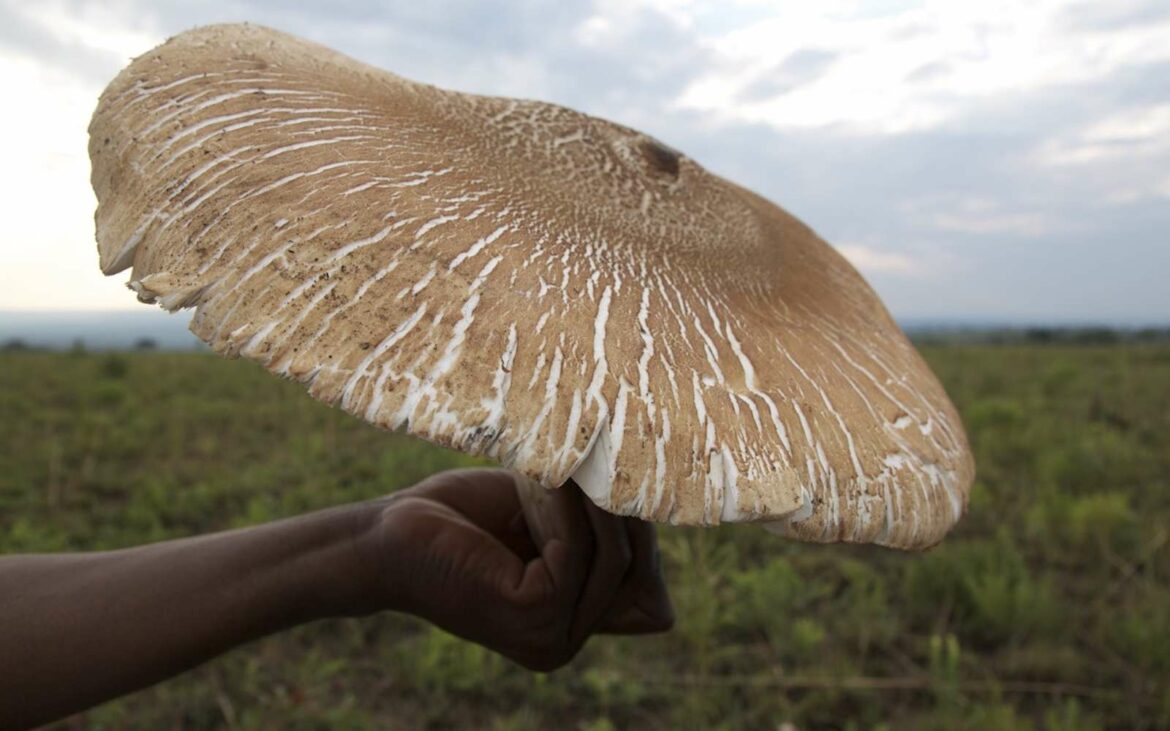 Quelle différence entre les girolles et les chanterelles
