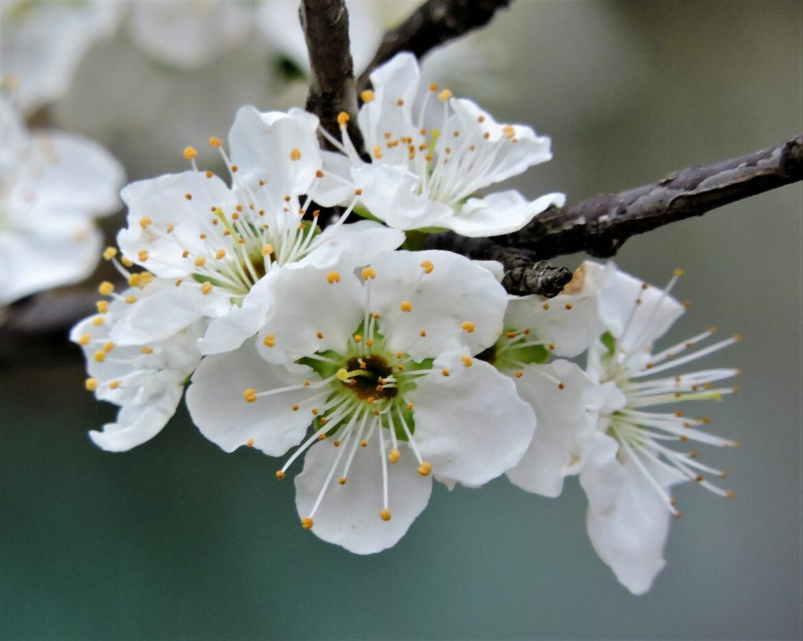 Quelle différence entre prunus et cerisier du Japon ?