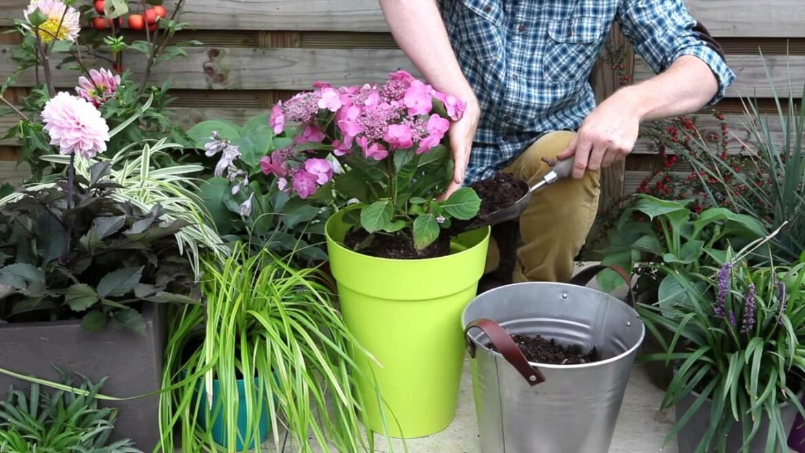 Quelle distance de plantation entre 2 hortensias ?