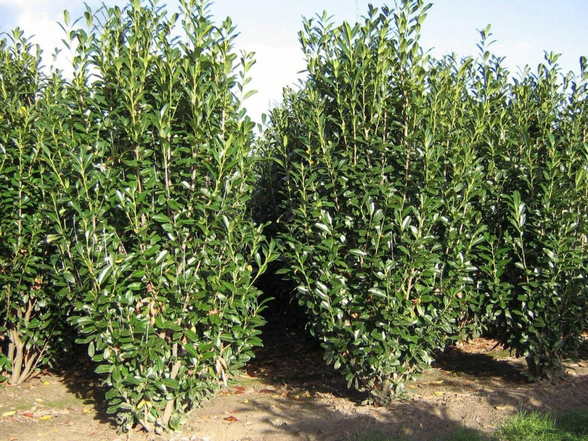 Quelle distance entre deux lauriers ?