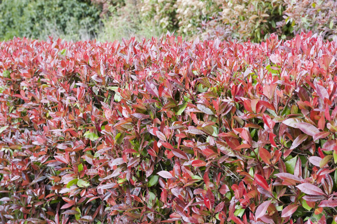 Quelle distance entre deux photinia ?
