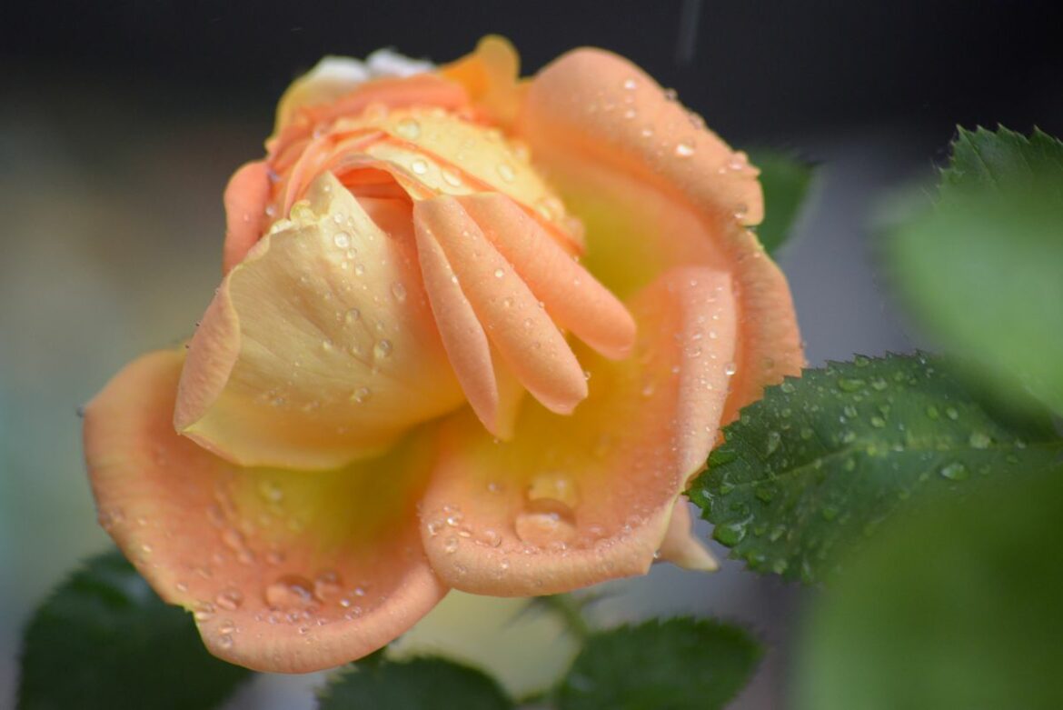 Quelle distance entre deux rosiers ?