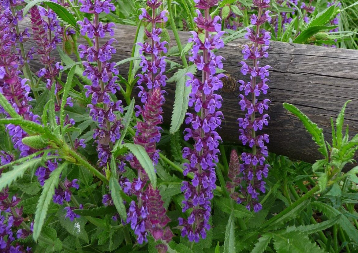 Quelle distance entre les plants de sauge ?