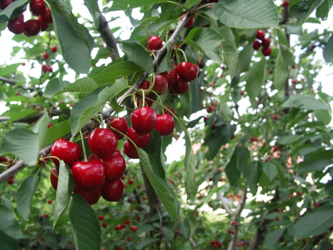 Quelle est la cerise la plus sucrée ?