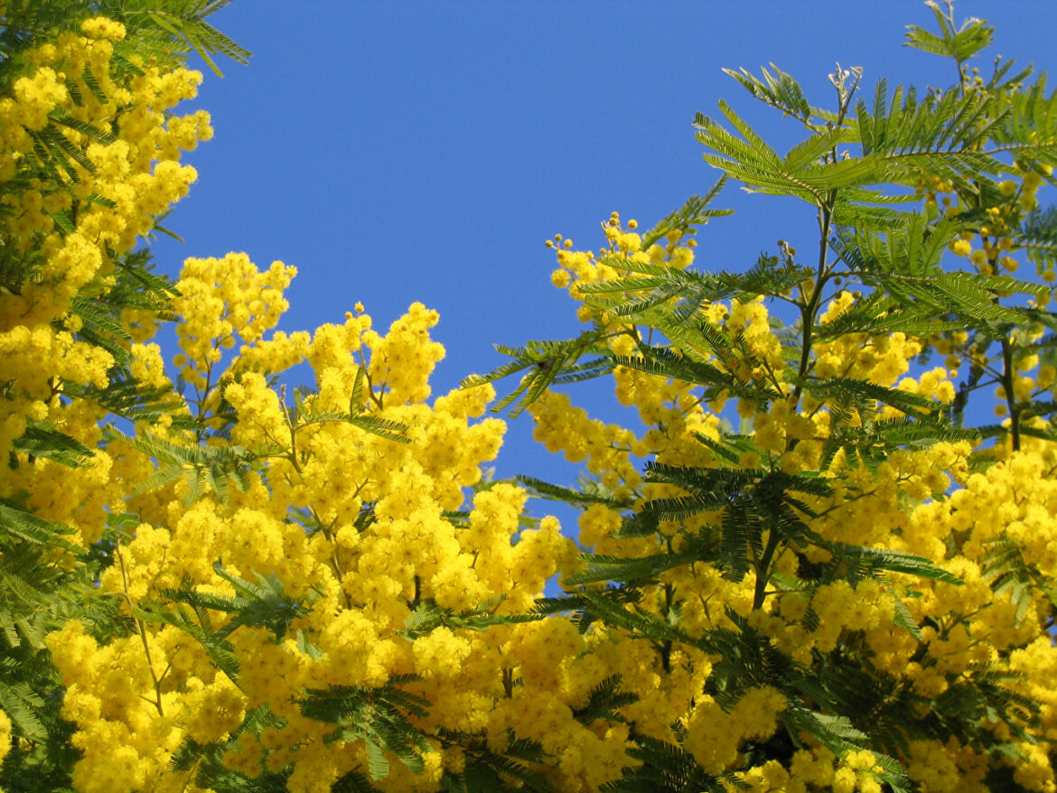 Quelle est la différence entre l'acacia et le Robinier ?