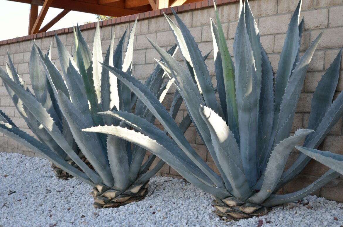 Quelle est la différence entre l'agave et l'aloe vera ?
