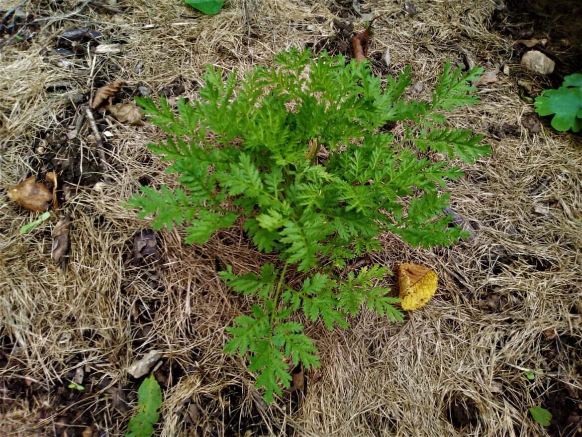 Quelle est la différence entre l'armoise et l'Artemisia ?