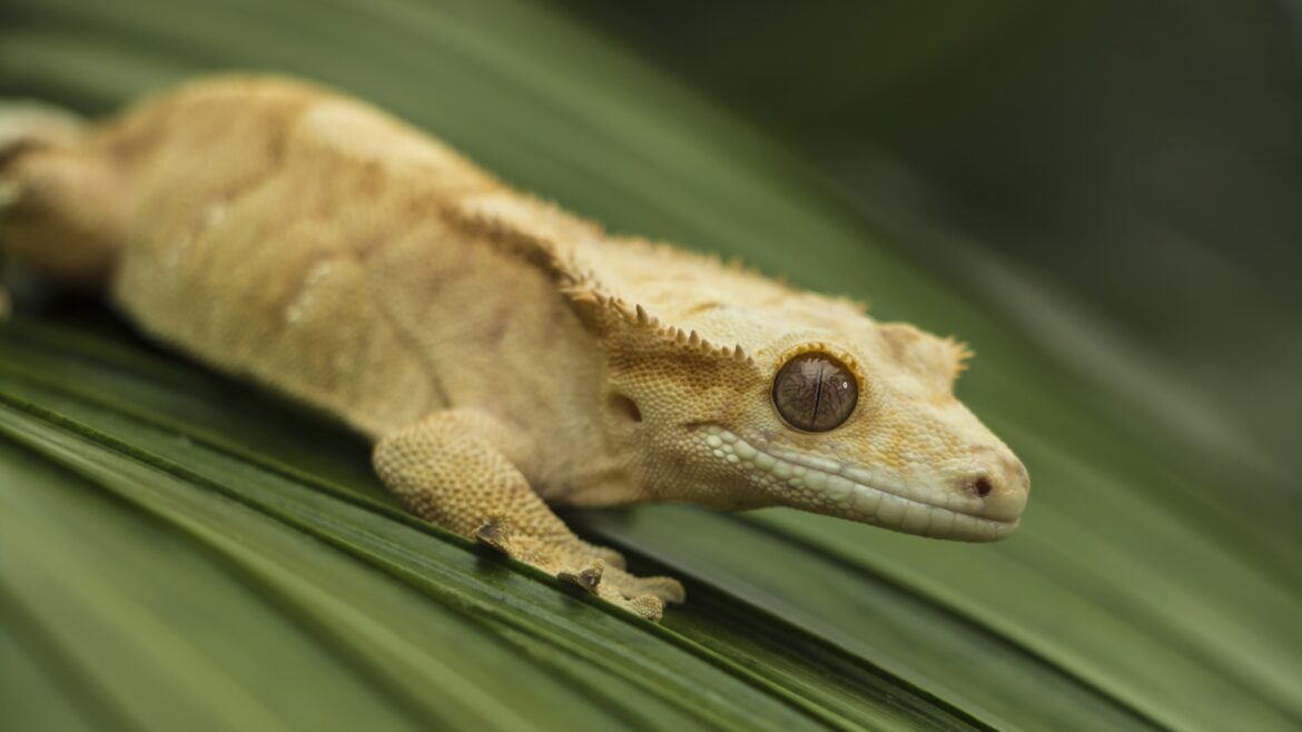 Quelle est la différence entre le gecko et la salamandre ?
