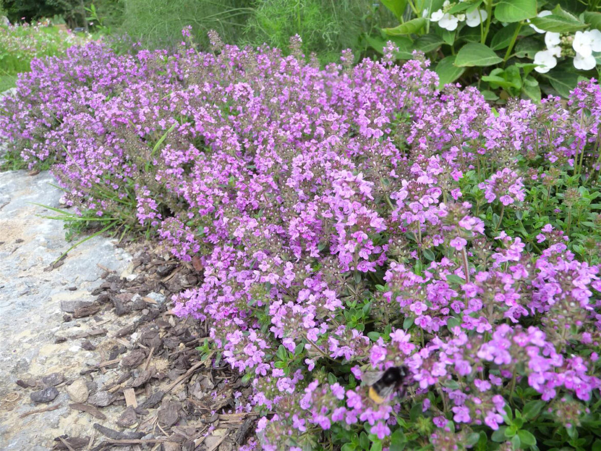 Quelle est la différence entre le thym et le serpolet ?