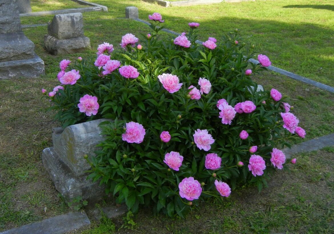 Quelle est la différence entre pivoine herbacée et arbustive ?