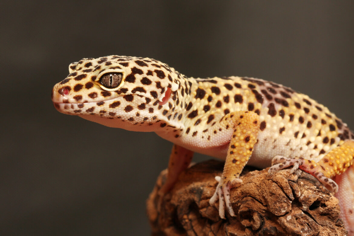 Quelle est la différence entre un gecko et une salamandre ?