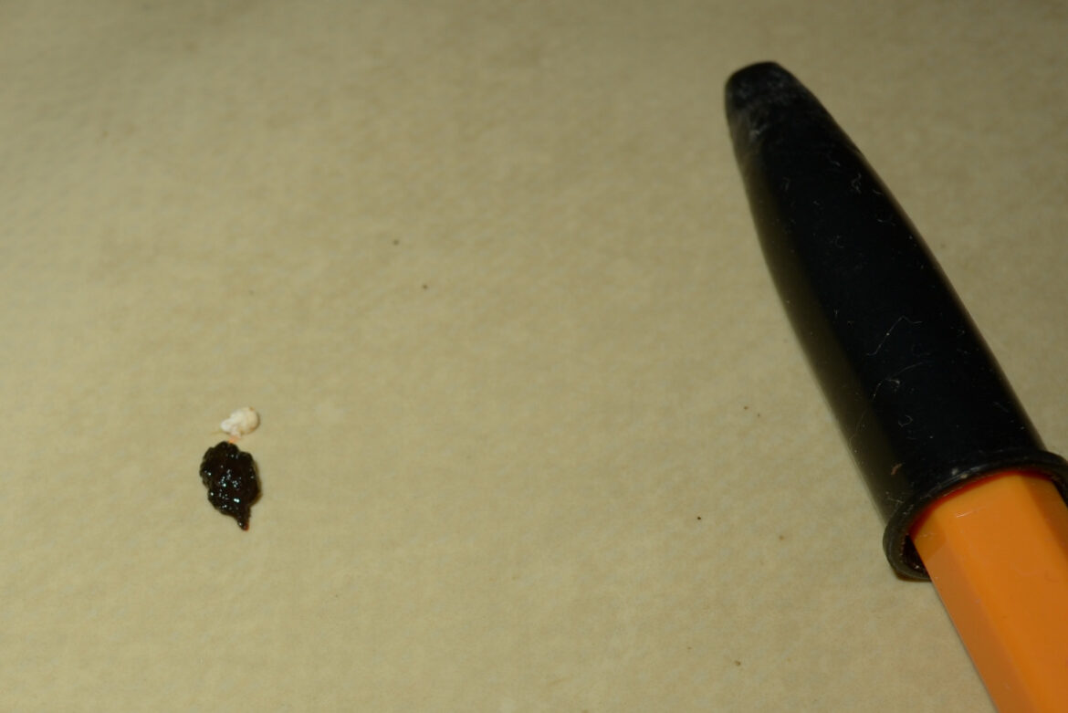 Quelle est la différence entre un lézard et un gecko ?