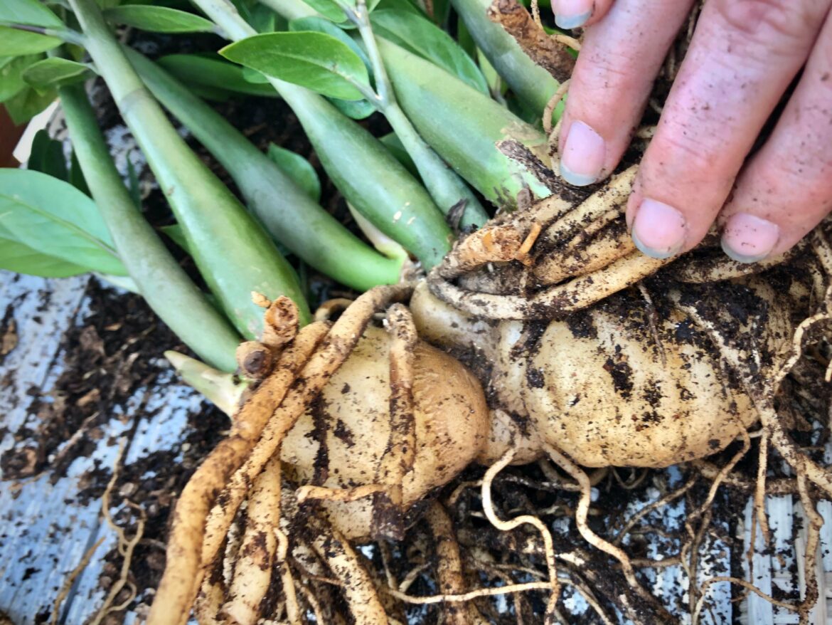 Quelle est la différence entre une racine et un rhizome ?