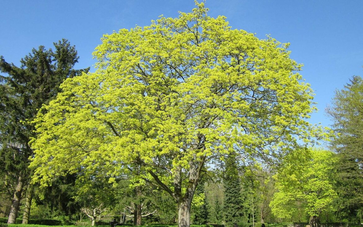 Quelle est la durée de vie d'un Érable ?